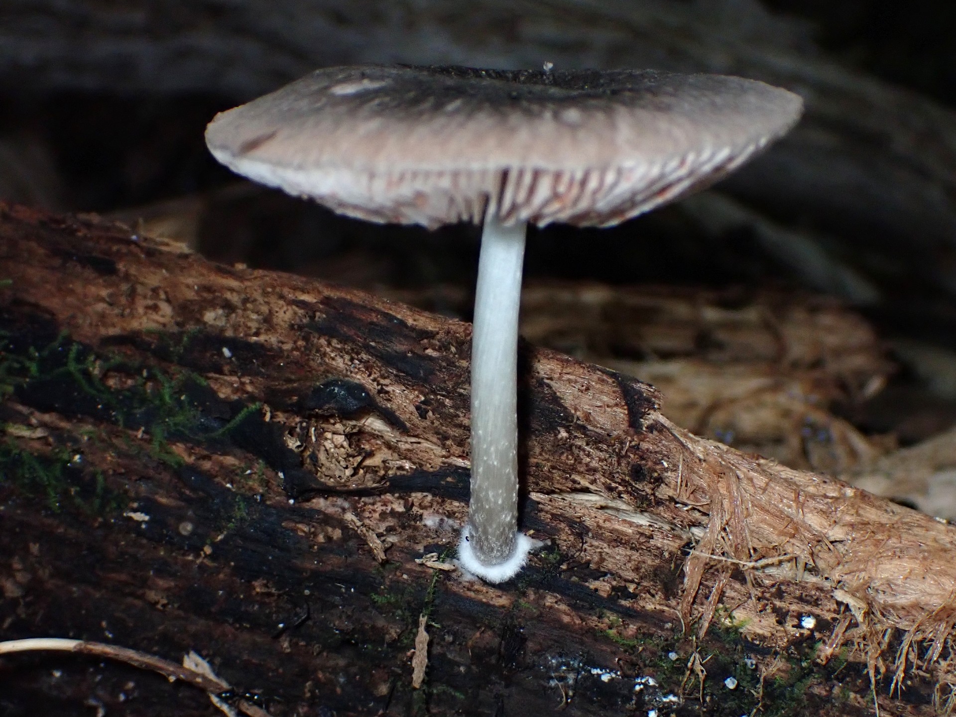 ウラベニガサ の高画質写真です。横浜市で、2025年9月4日に撮影したものです。