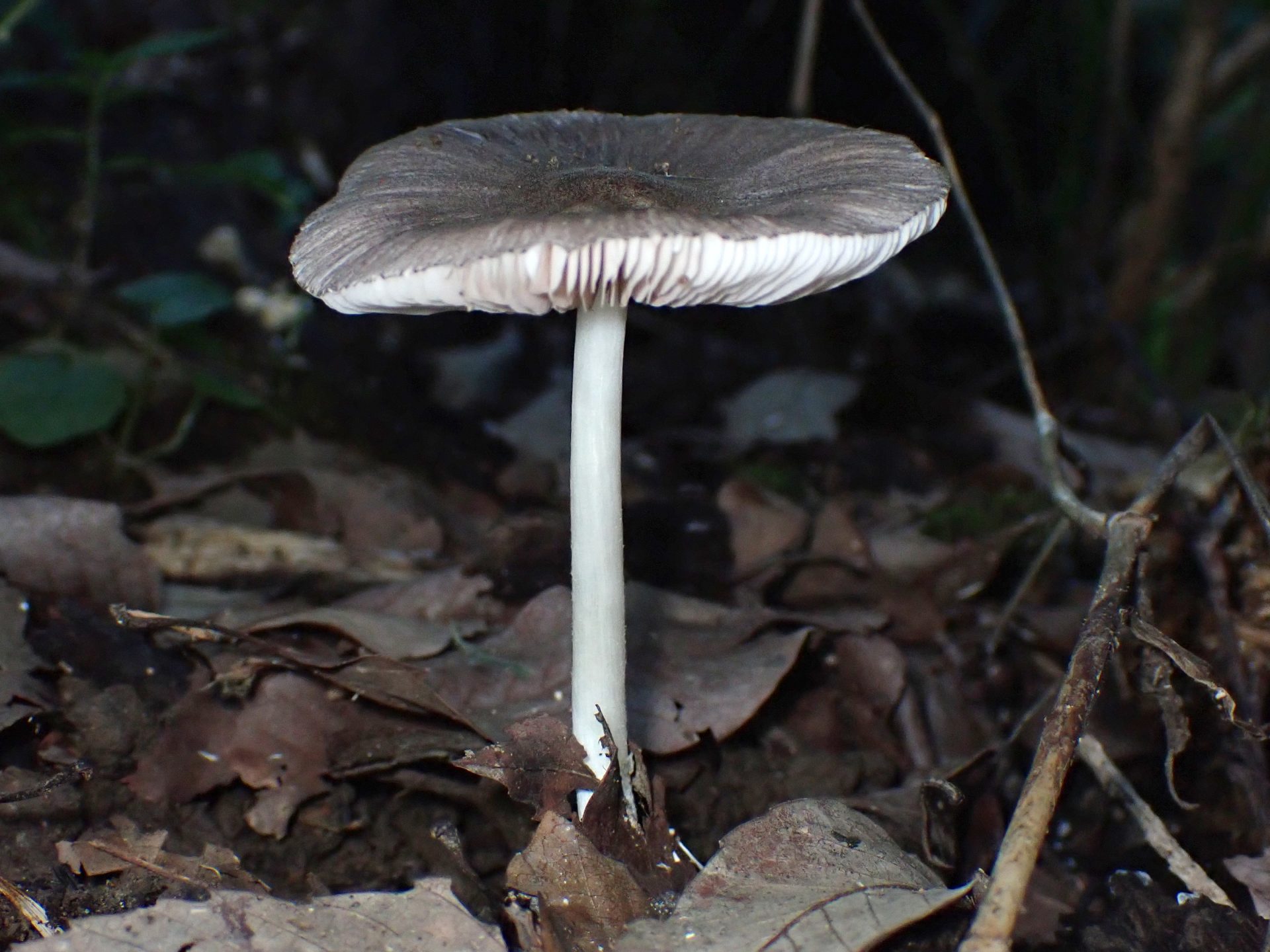 ウラベニガサ の高画質写真です。横浜市で、2025年9月9日に撮影したものです。