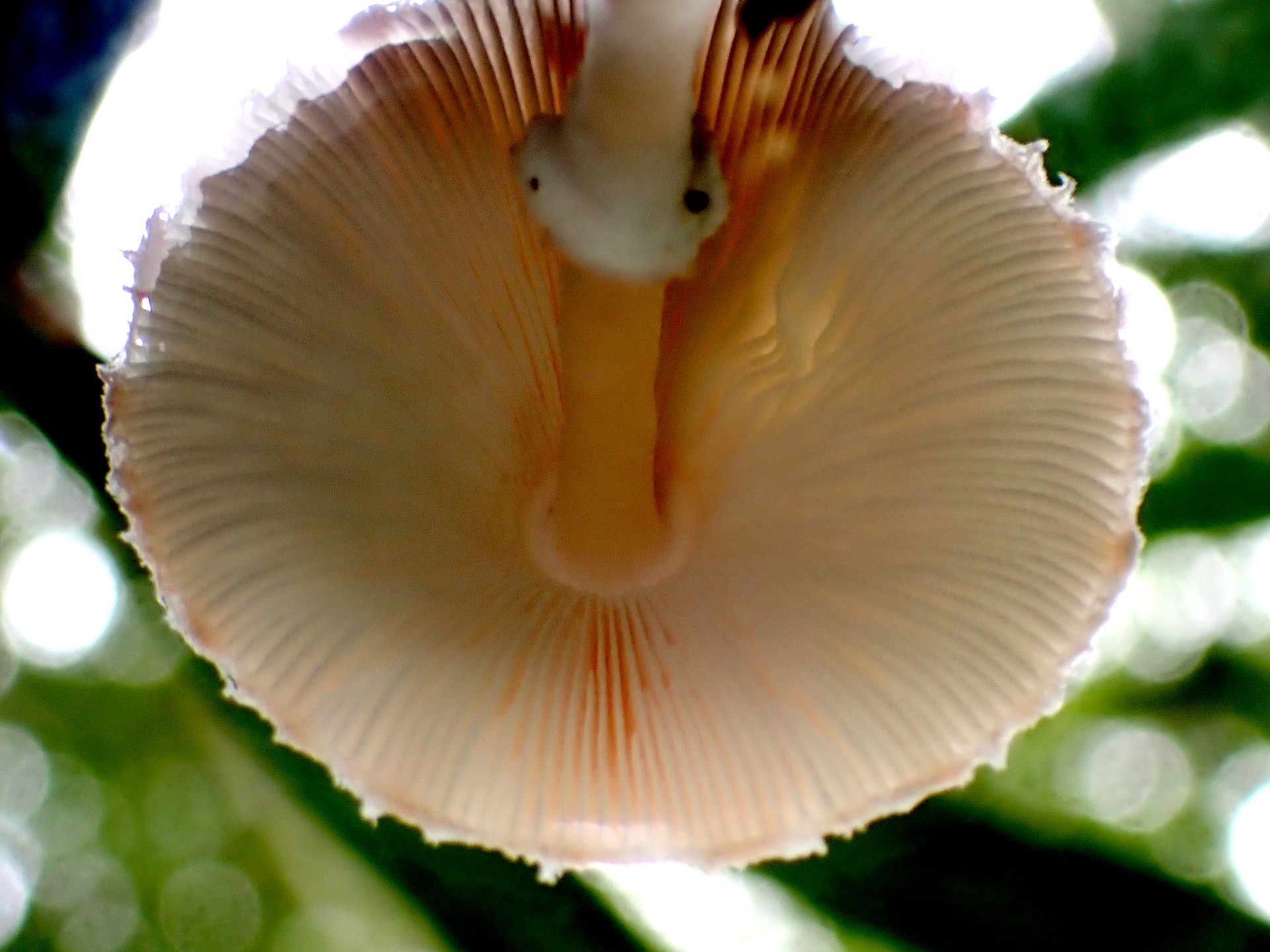 薄茶色のきのこ の高画質写真です。横浜市で、2025年9月20日に撮影したものです。