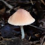 薄茶色のきのこ の高画質写真です。横浜市で、2025年9月20日に撮影したものです。