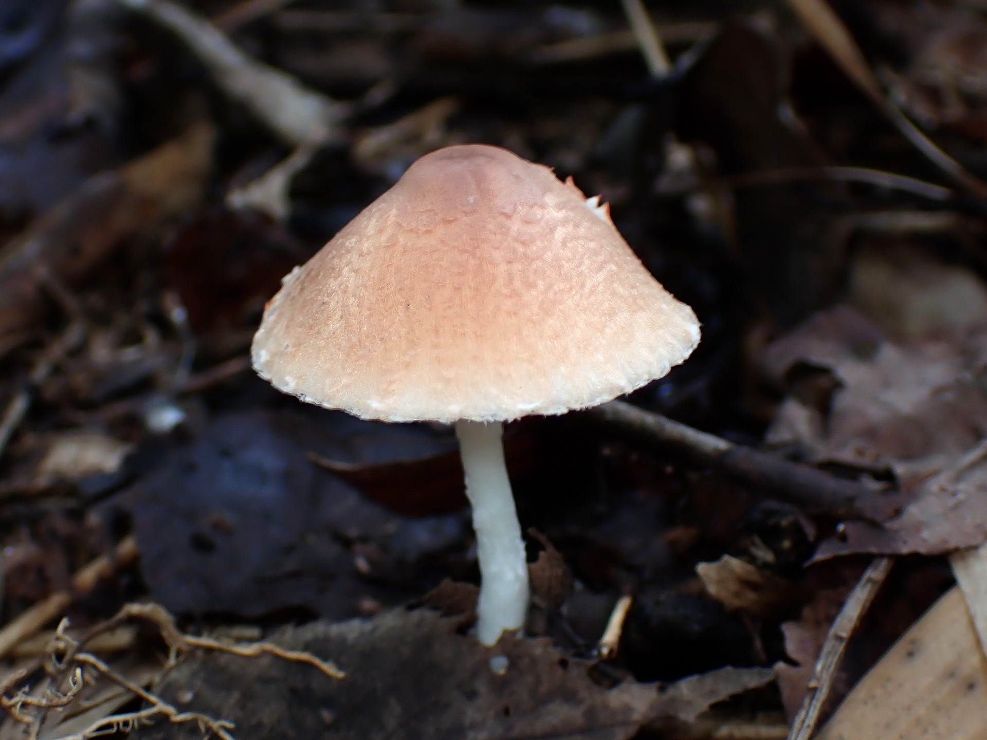 薄茶色のきのこ の高画質写真です。横浜市で、2025年9月20日に撮影したものです。