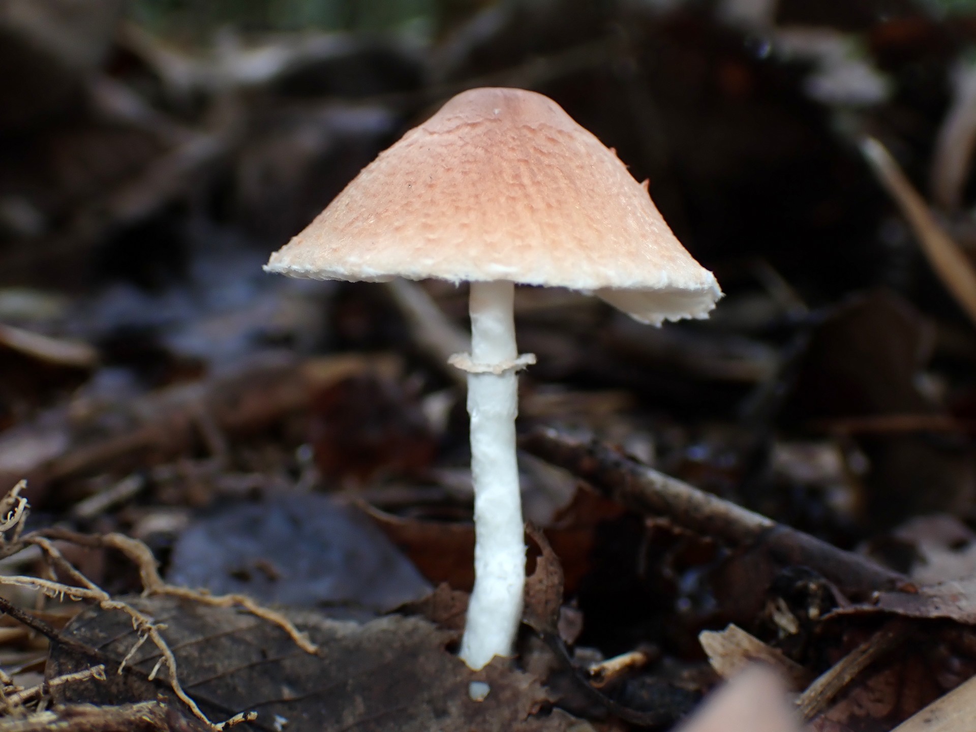 薄茶色のきのこ の高画質写真です。横浜市で、2025年9月20日に撮影したものです。