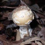 ウスキテングタケ の高画質写真です。横浜市で、2025年9月20日に撮影したものです。