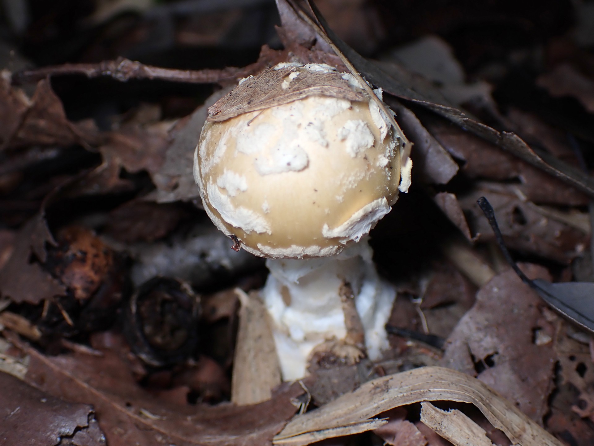 ウスキテングタケ の高画質写真です。横浜市で、2025年9月20日に撮影したものです。