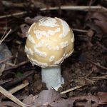 ウスキテングタケ の高画質写真です。横浜市で、2025年9月21日に撮影したものです。