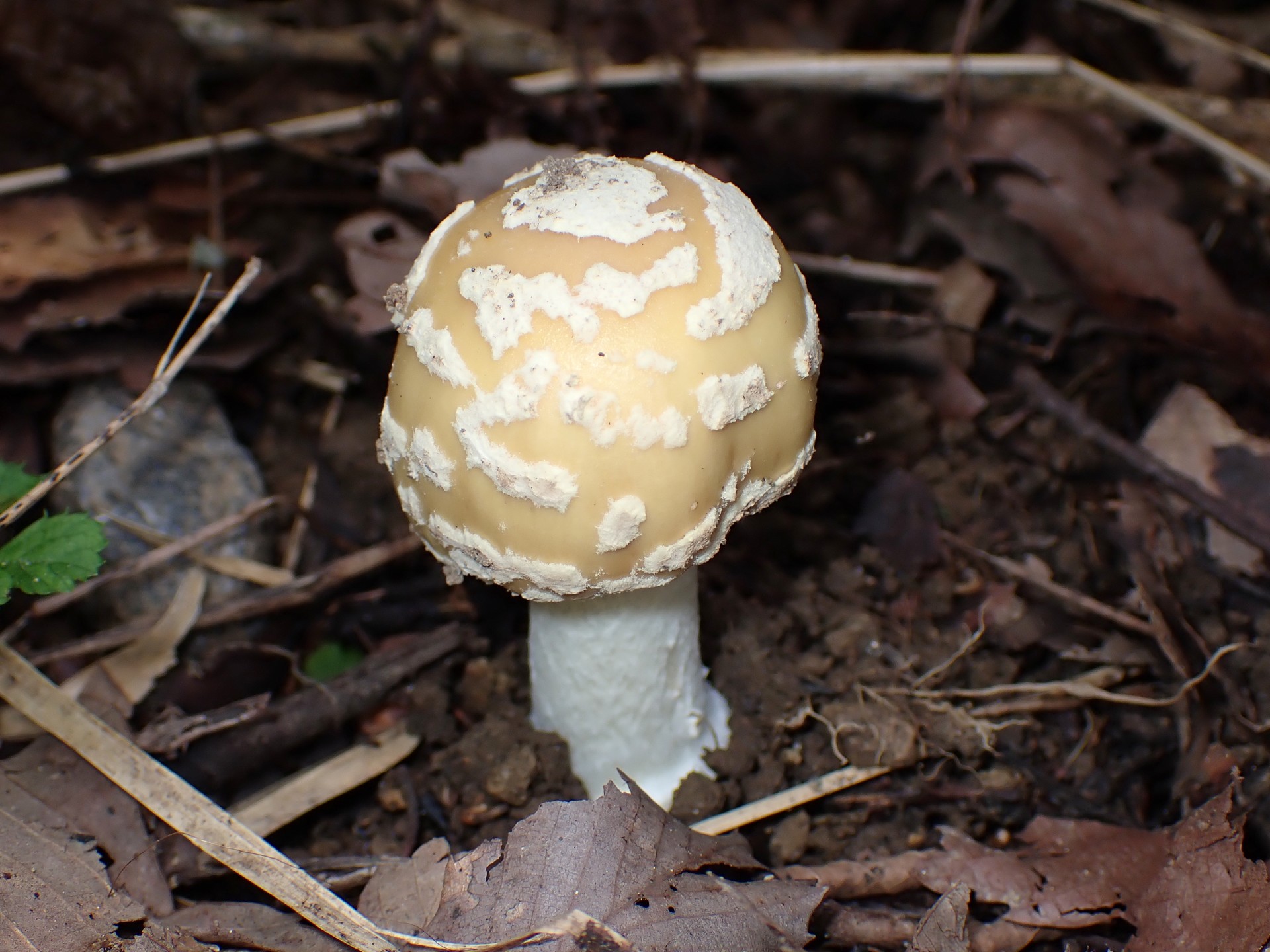 ウスキテングタケ の高画質写真です。横浜市で、2025年9月21日に撮影したものです。