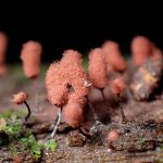 ウツボホコリ の高画質写真です。横浜市で、2025年9月18日に撮影したものです。