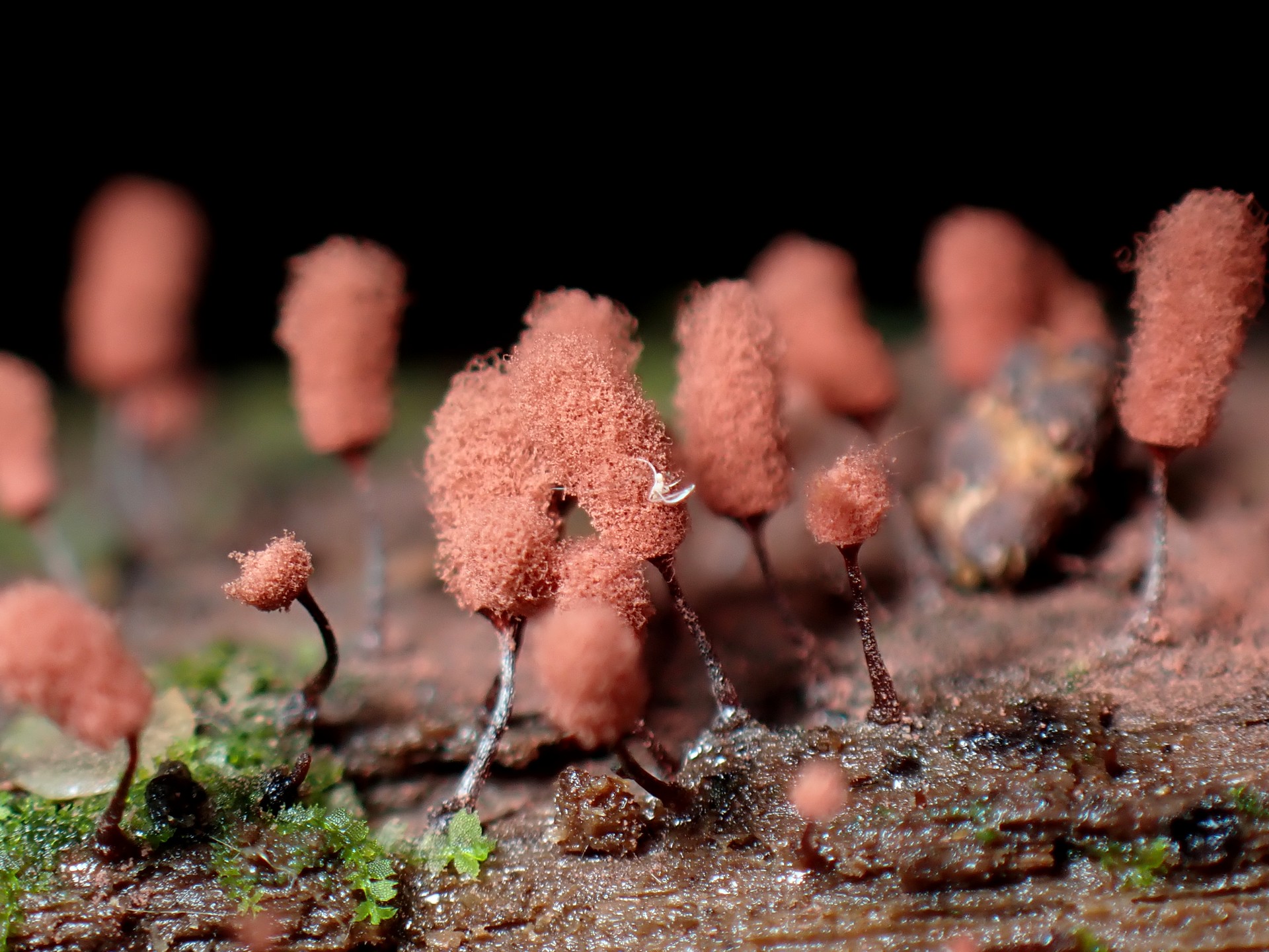 ウツボホコリ の高画質写真です。横浜市で、2025年9月18日に撮影したものです。