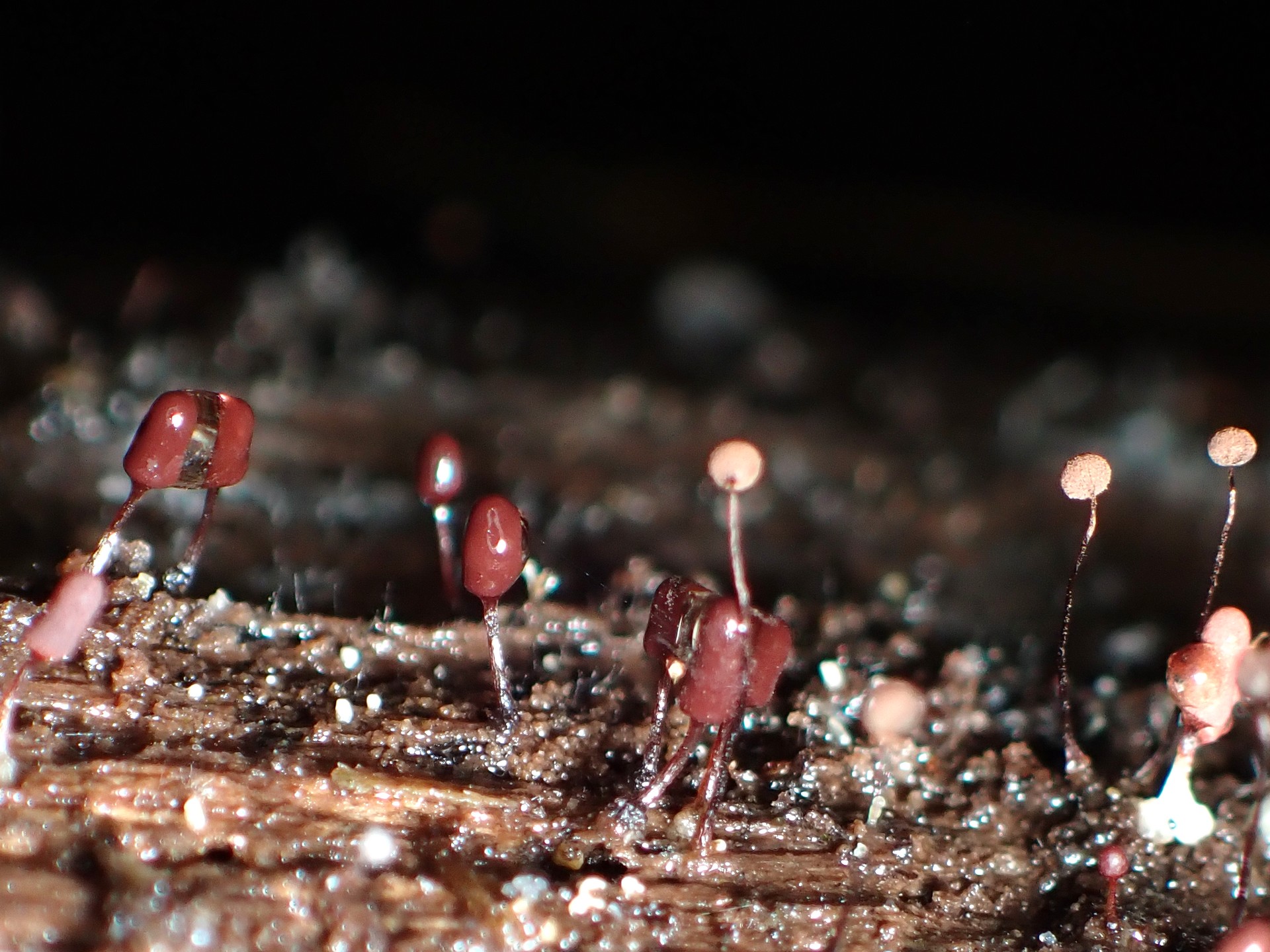 ウツボホコリ と クモノスホコリ の高画質写真です。横浜市で、2025年9月19日に撮影したものです。