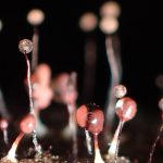 ウツボホコリ と クモノスホコリ の高画質写真です。横浜市で、2025年9月19日に撮影したものです。