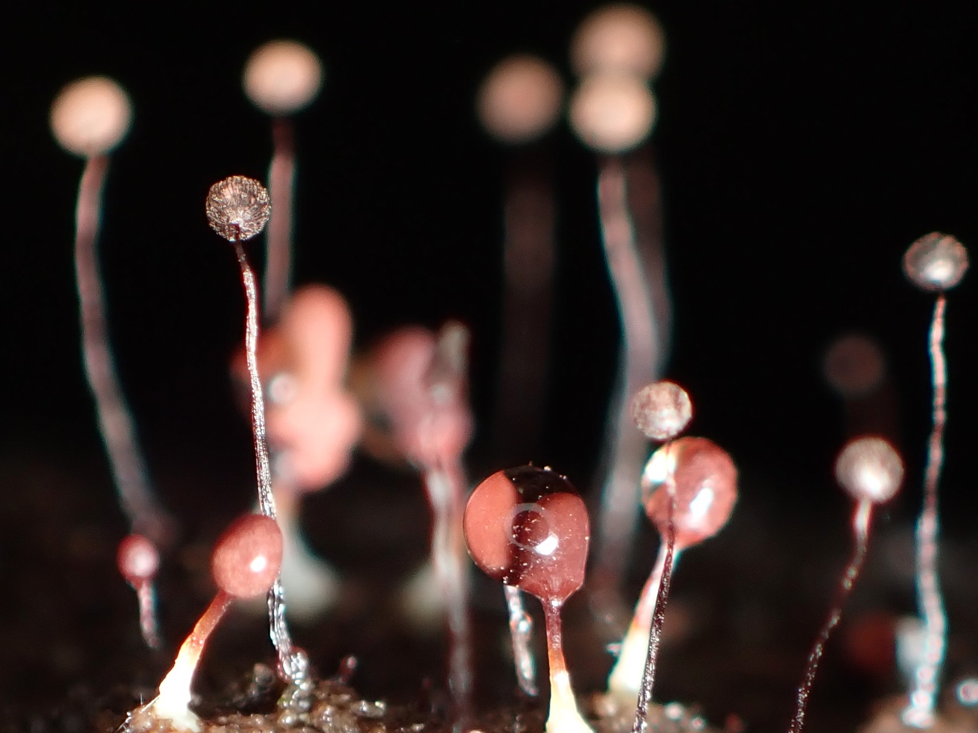 ウツボホコリ と クモノスホコリ の高画質写真です。横浜市で、2025年9月19日に撮影したものです。