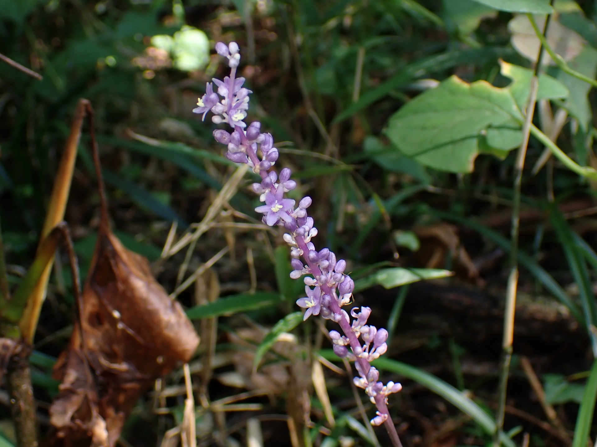 ヤブラン の高画質写真です。横浜市で、2025年9月6日に撮影したものです。