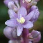 ヤブラン の高画質写真です。横浜市で、2025年9月6日に撮影したものです。