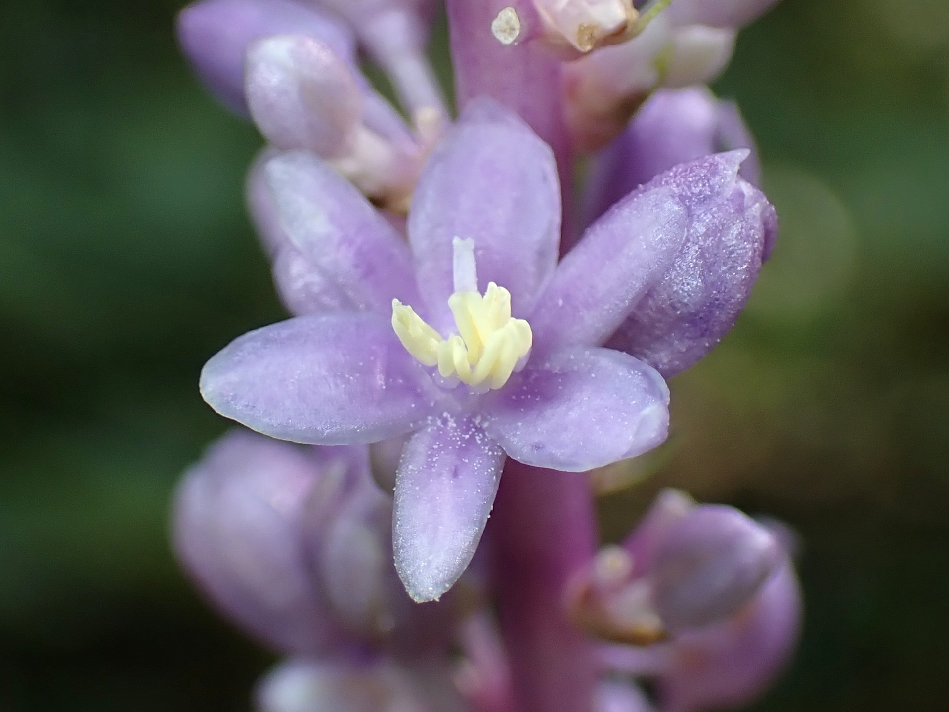 ヤブラン の高画質写真です。横浜市で、2025年9月6日に撮影したものです。