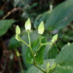 ヤマホトトギス の高画質写真です。横浜市で、2025年9月6日に撮影したものです。