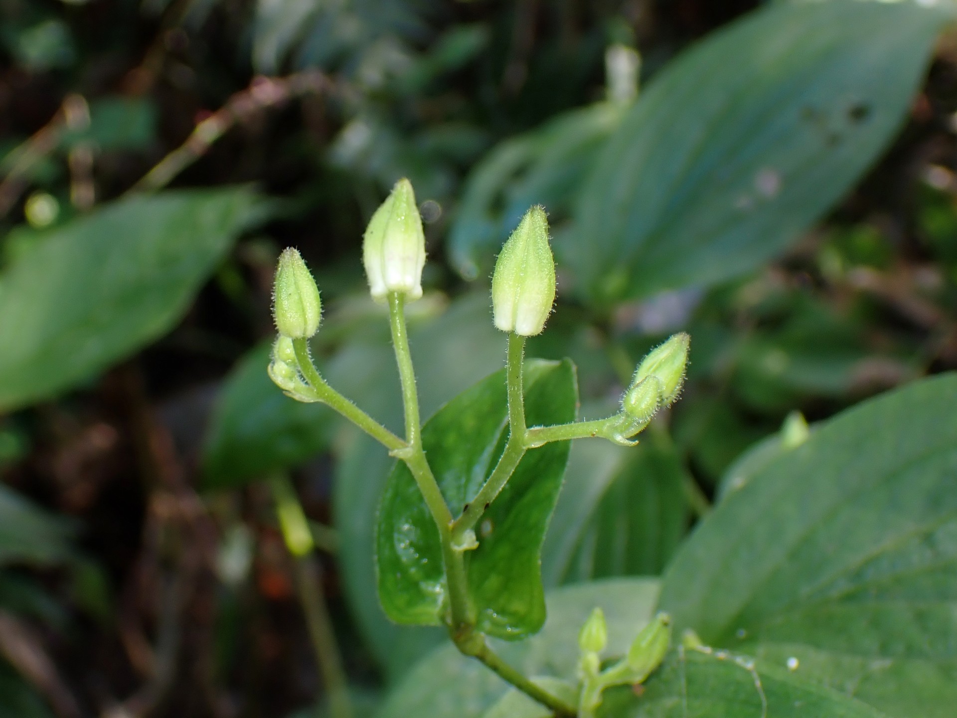 ヤマホトトギス の高画質写真です。横浜市で、2025年9月6日に撮影したものです。
