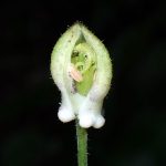 ヤマホトトギス の高画質写真です。横浜市で、2025年9月10日に撮影したものです。