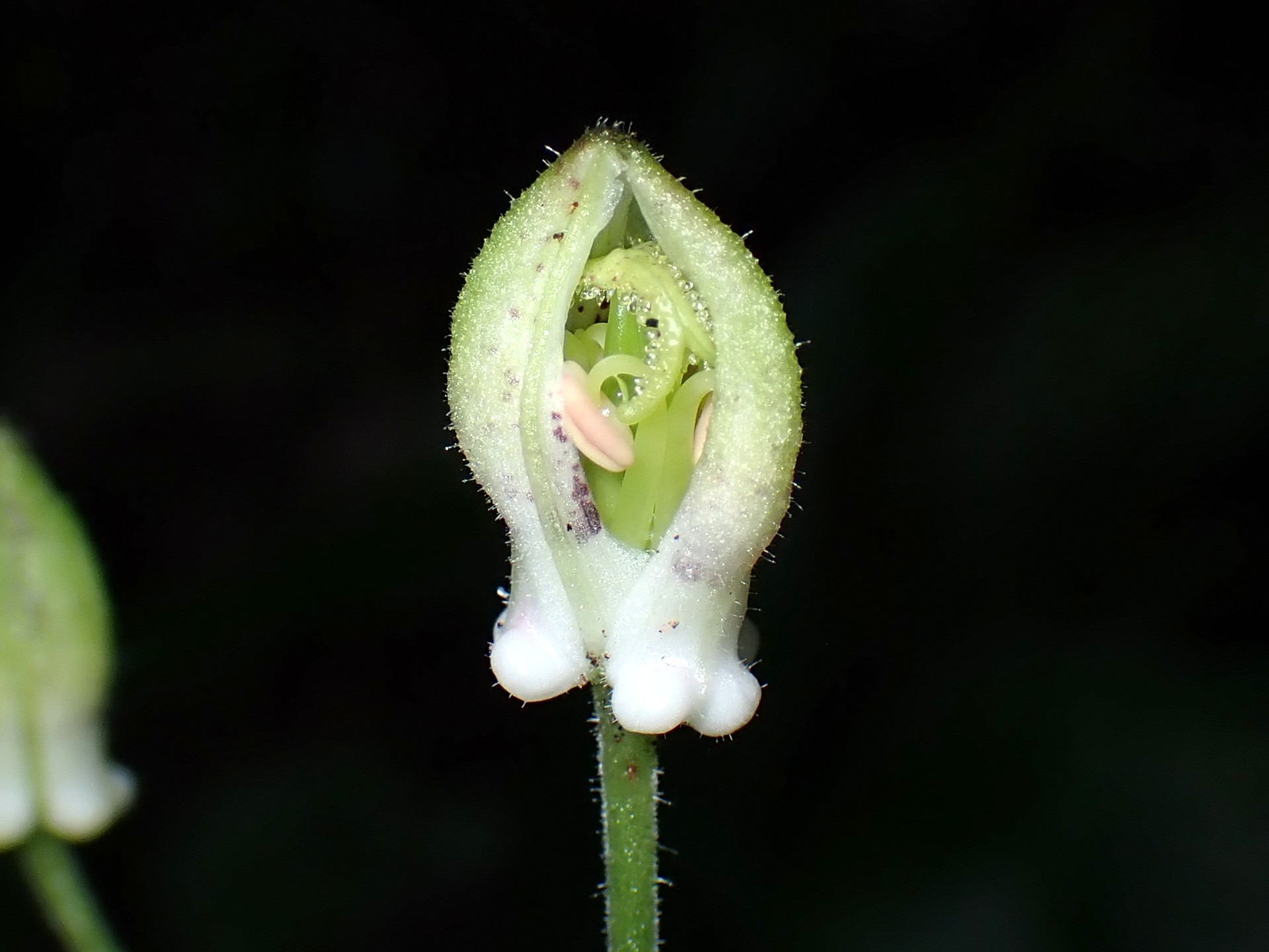 ヤマホトトギス の高画質写真です。横浜市で、2025年9月10日に撮影したものです。