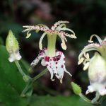 ヤマホトトギス の高画質写真です。横浜市で、2025年9月16日に撮影したものです。