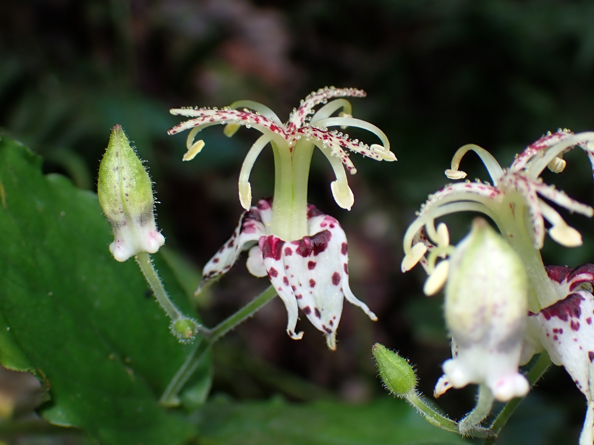 ヤマホトトギス の高画質写真です。横浜市で、2025年9月16日に撮影したものです。