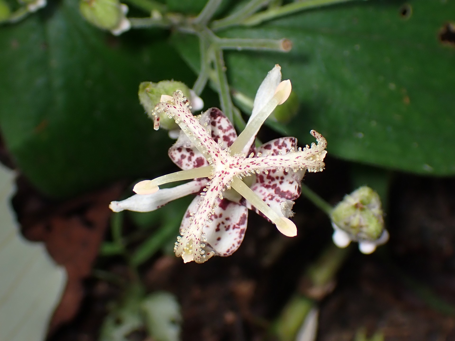 ヤマホトトギス の高画質写真です。横浜市で、2025年9月16日に撮影したものです。