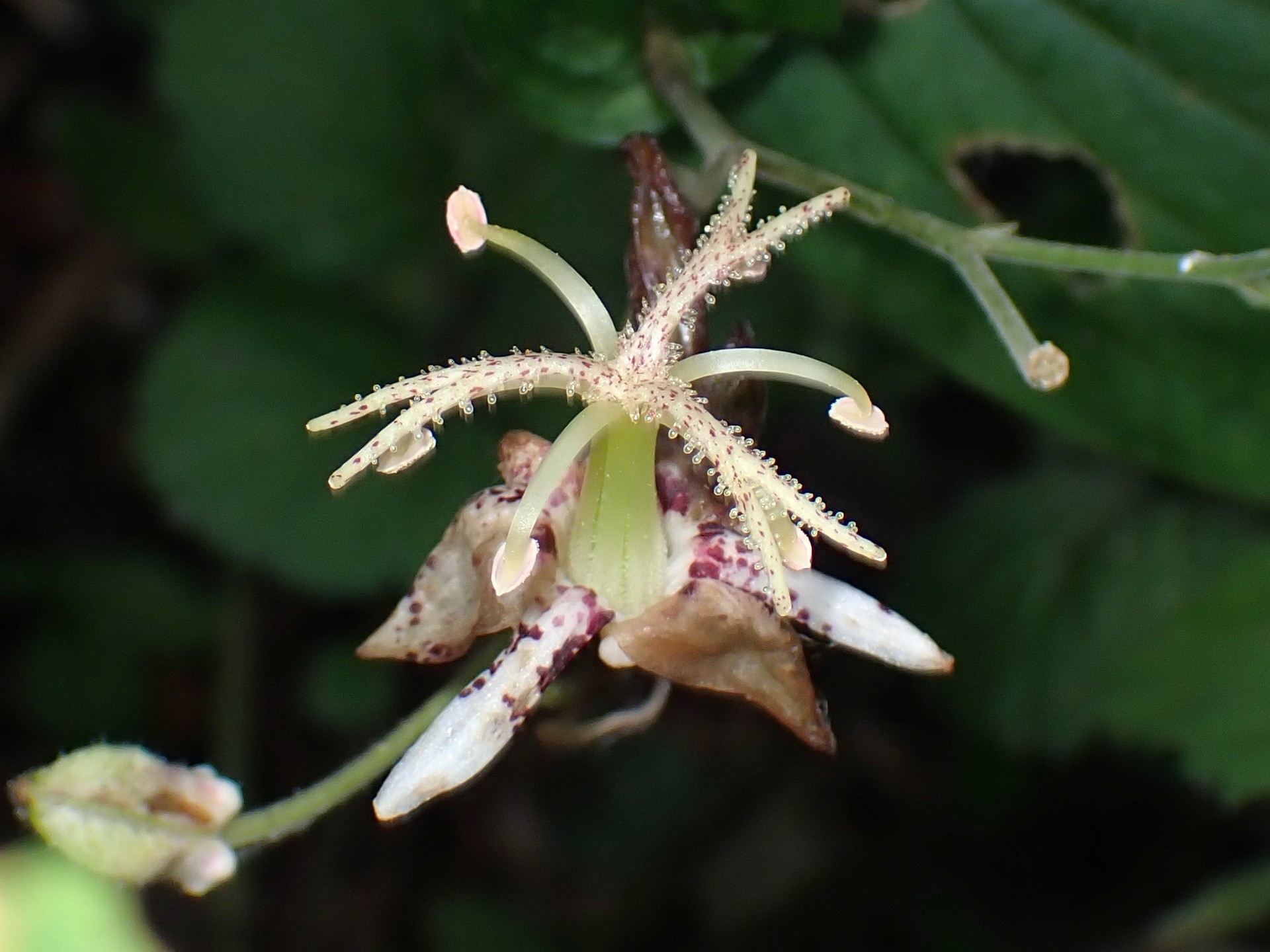 ヤマホトトギス の高画質写真です。横浜市で、2025年9月16日に撮影したものです。