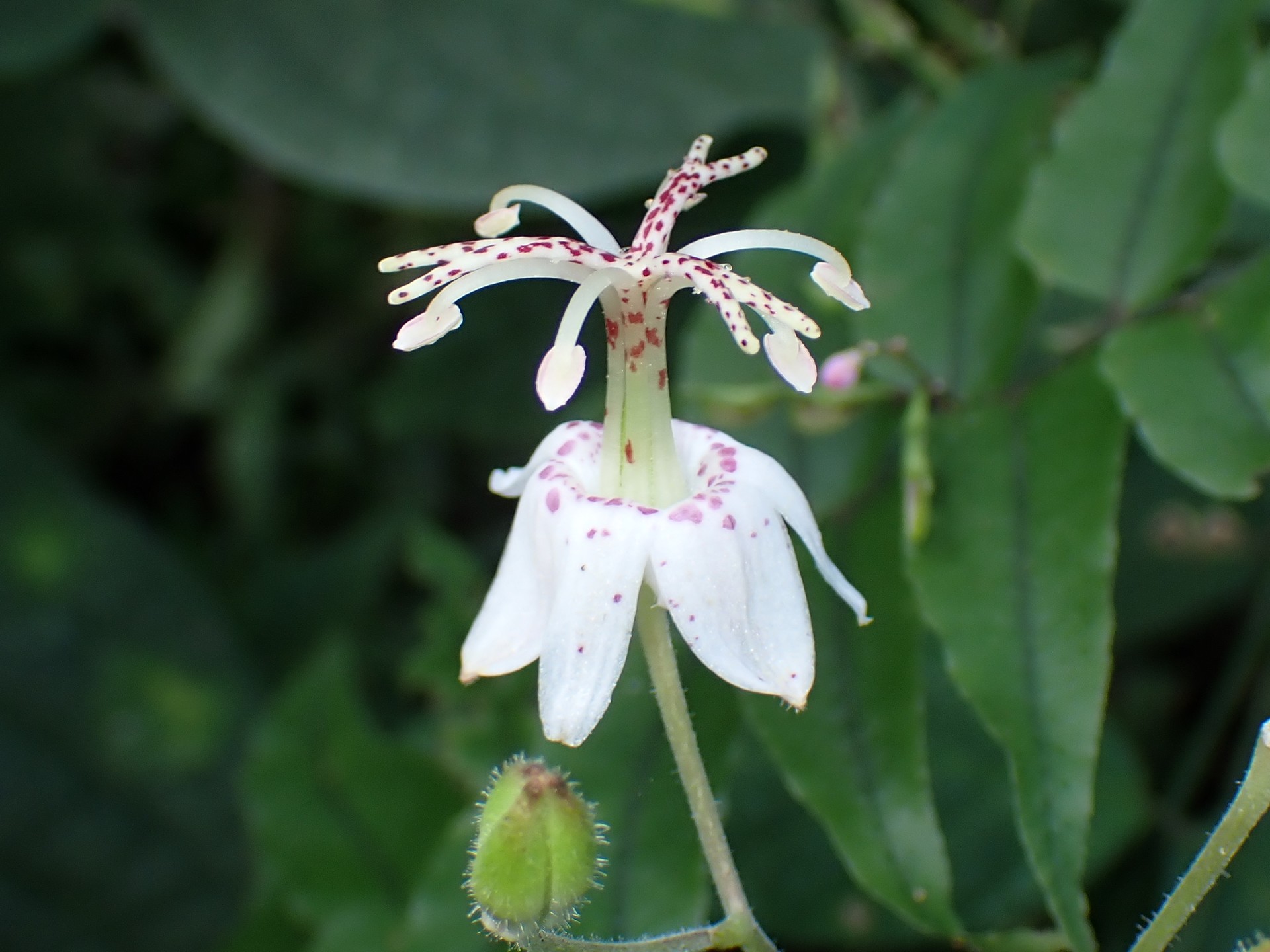 ヤマホトトギス の高画質写真です。横浜市で、2025年9月16日に撮影したものです。