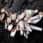 ブナシメジ似 の高画質写真です。横浜市で、2025年9月30日に撮影したものです。