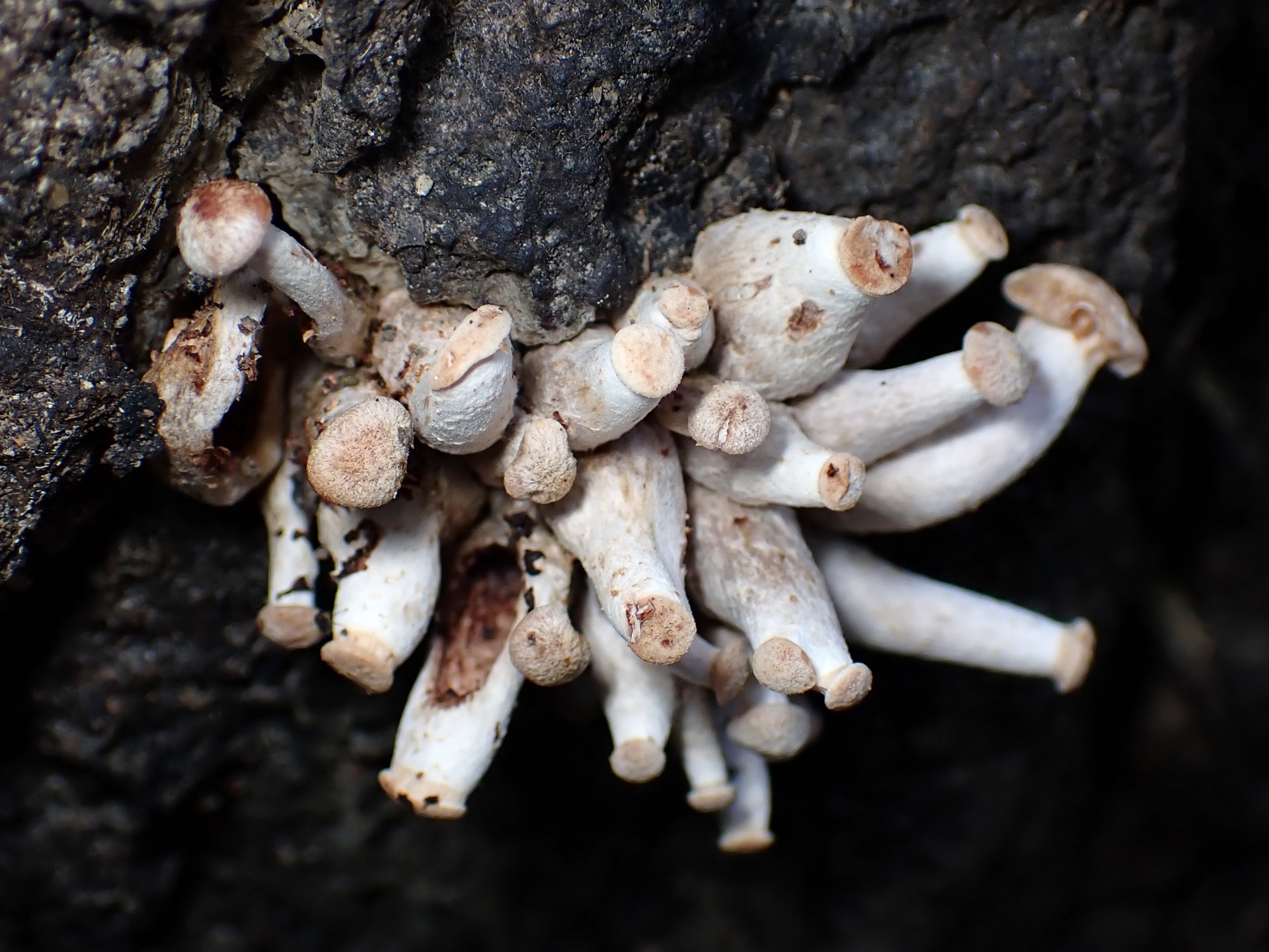 ブナシメジ似 の高画質写真です。横浜市で、2025年9月30日に撮影したものです。