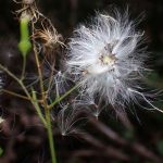 ダンドボロギク の高画質写真です。横浜市で、2025年10月21日に撮影したものです。