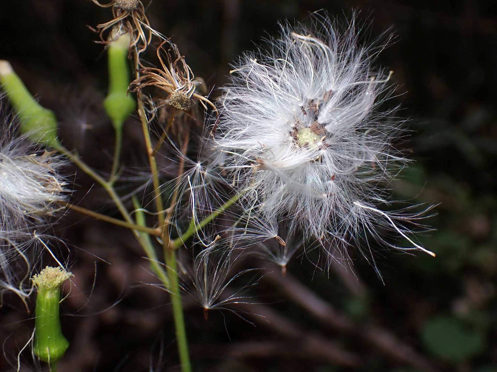 ダンドボロギク の高画質写真です。横浜市で、2025年10月21日に撮影したものです。
