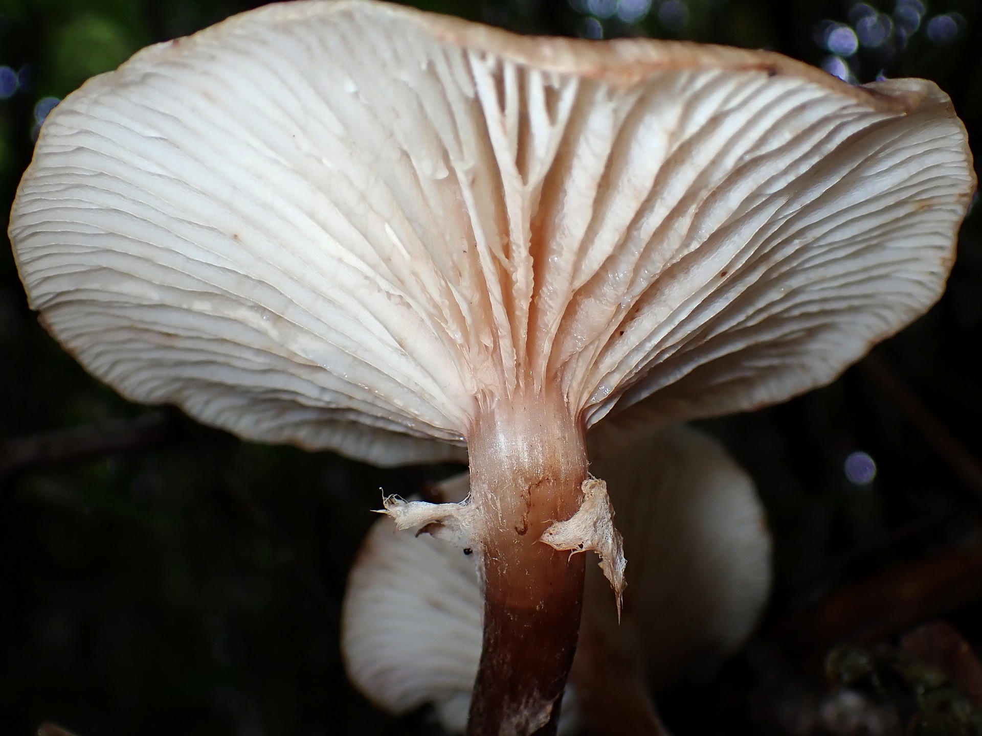 ドクササコ の高画質写真です。横浜市で、2025年10月27日に撮影したものです。