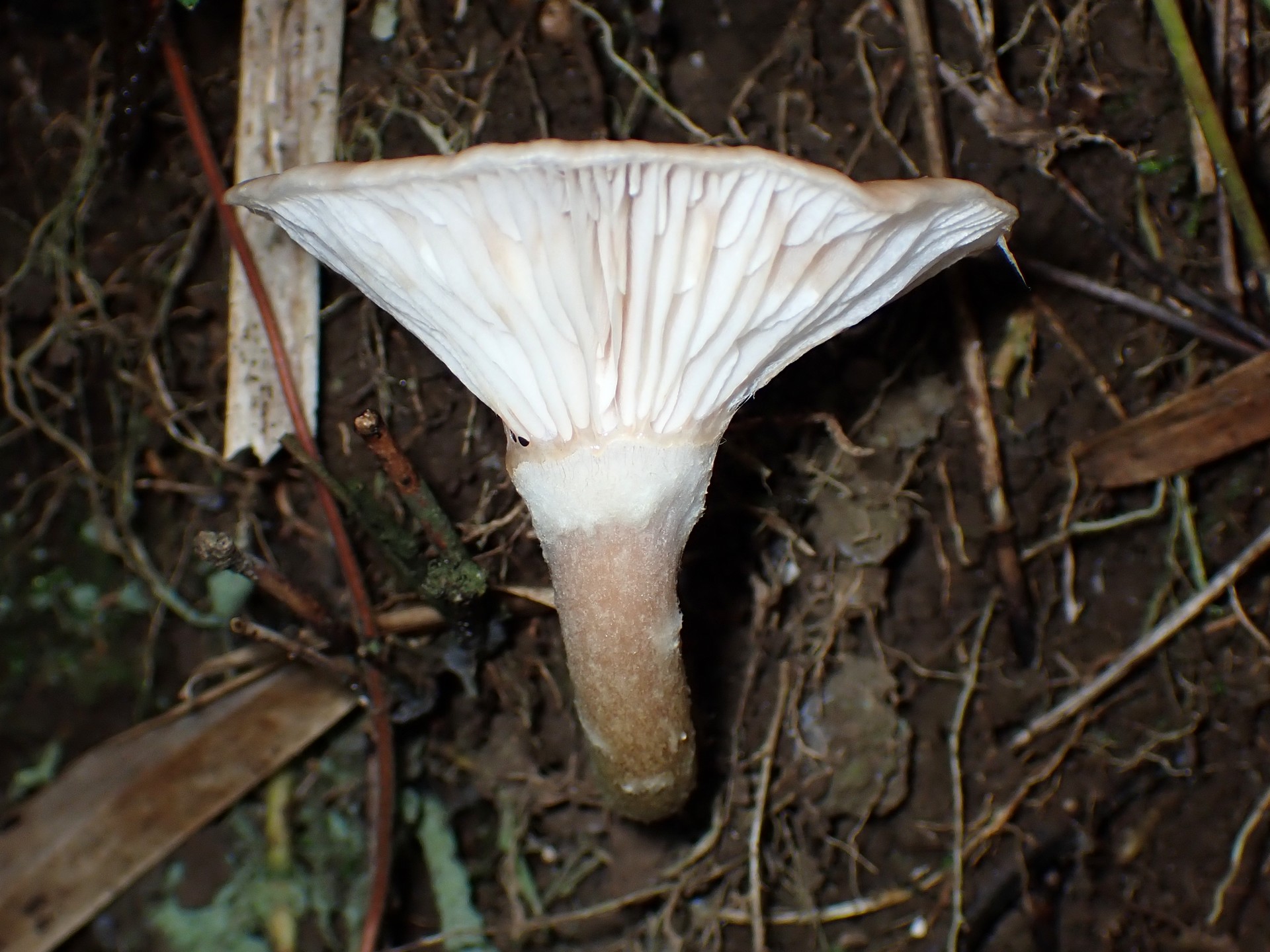 ドクササコ の高画質写真です。横浜市で、2025年10月27日に撮影したものです。