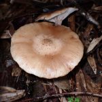 ドクササコ の高画質写真です。横浜市で、2025年10月27日に撮影したものです。