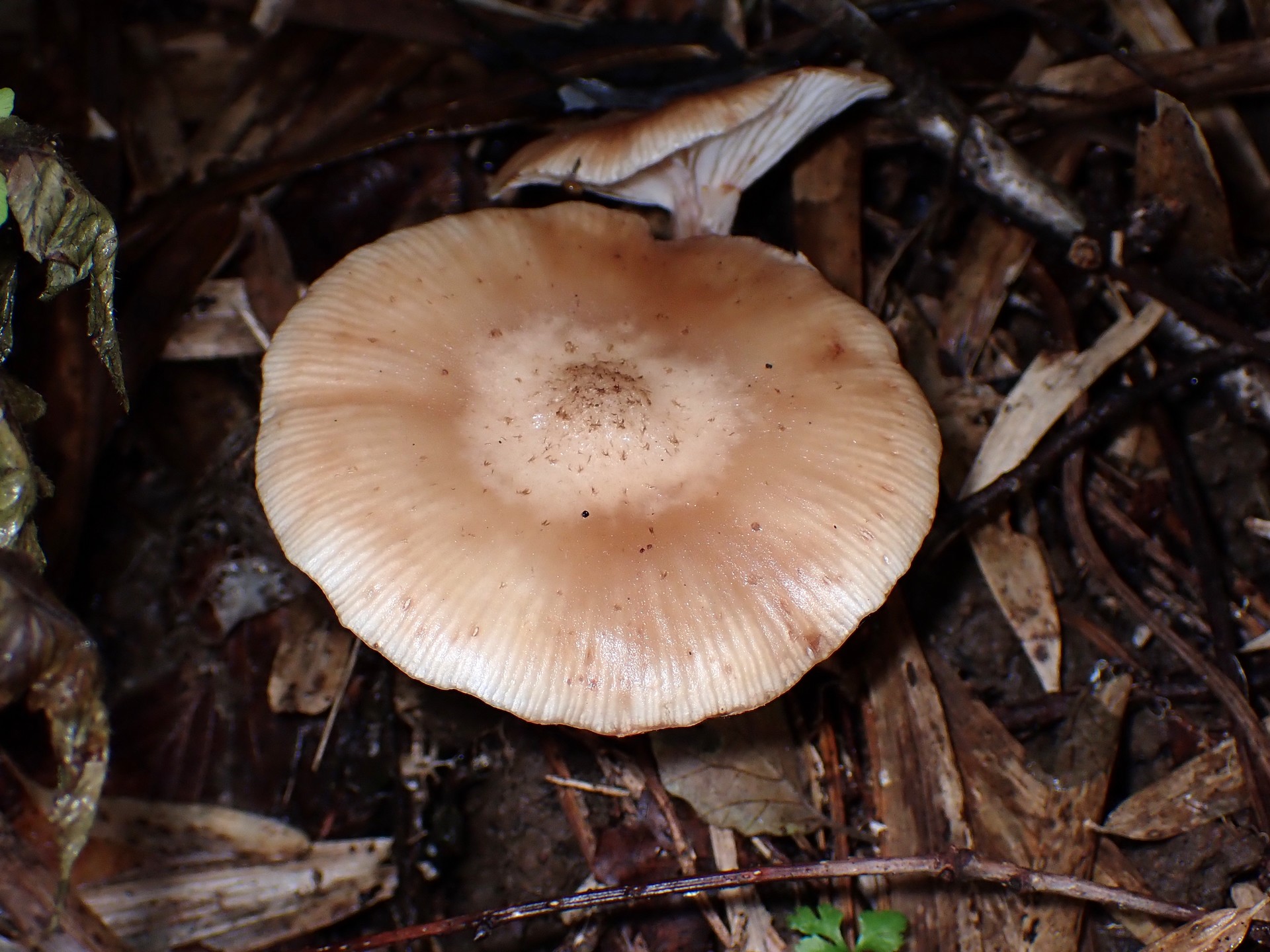 ドクササコ の高画質写真です。横浜市で、2025年10月27日に撮影したものです。