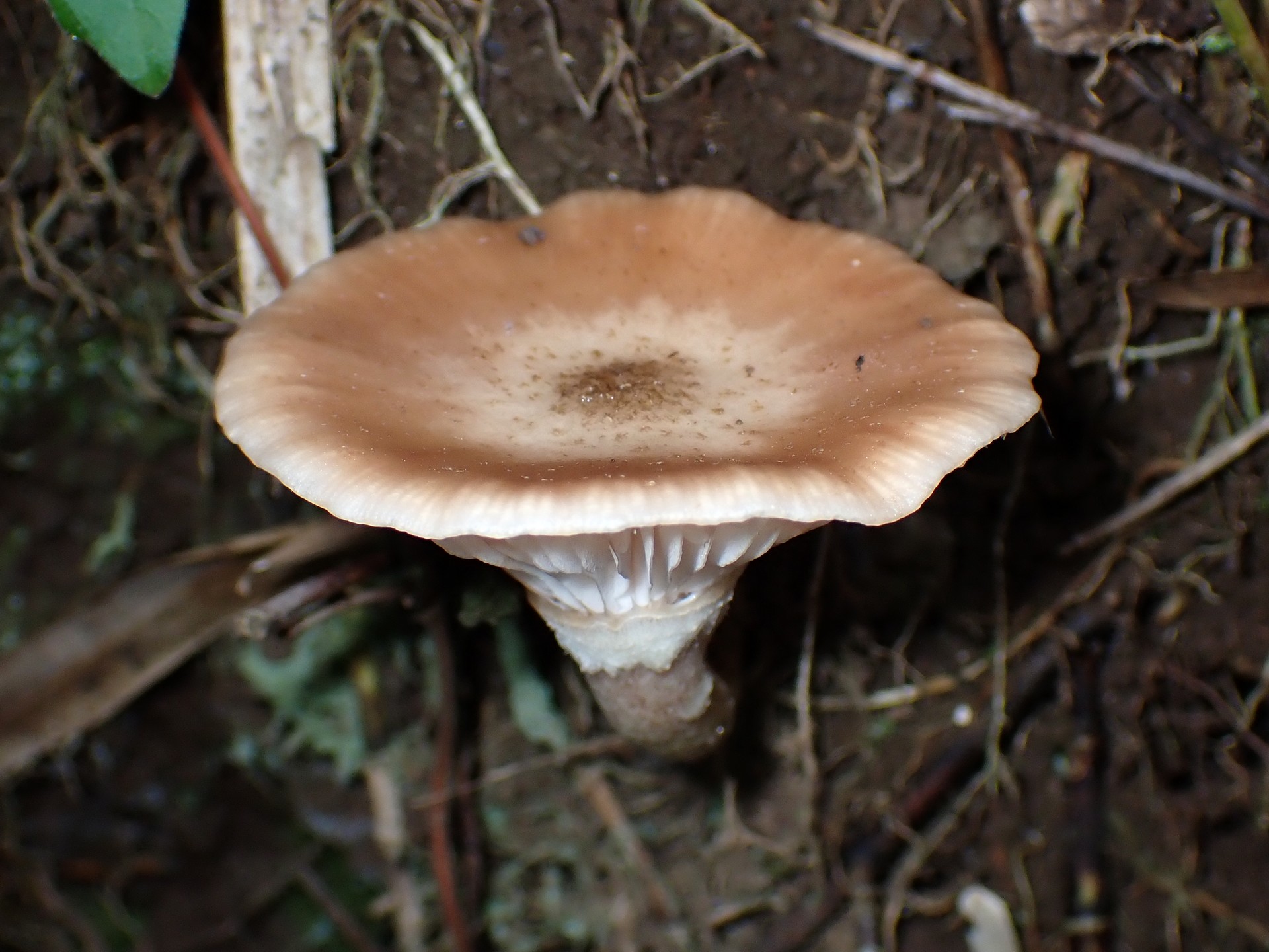 ドクササコ の高画質写真です。横浜市で、2025年10月27日に撮影したものです。