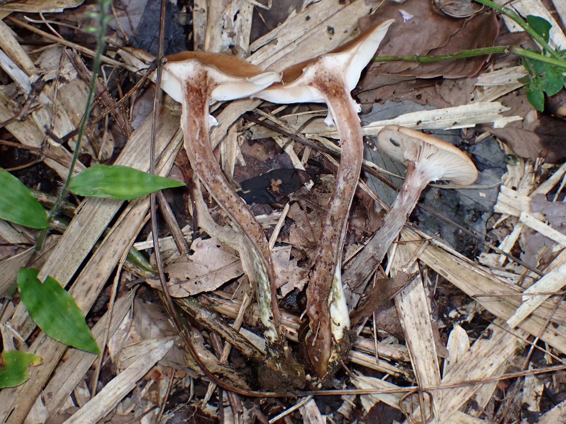 ドクササコ の高画質写真です。横浜市で、2025年10月28日に撮影したものです。