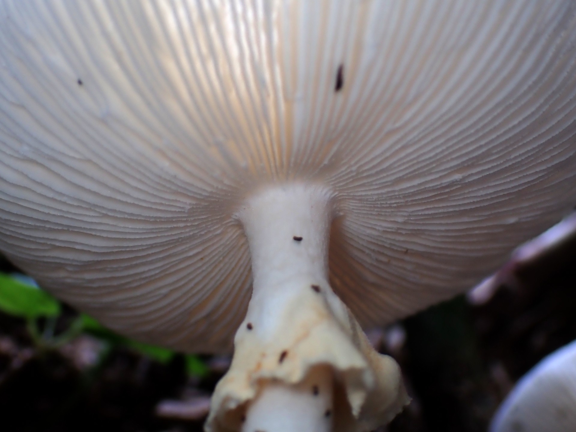 ドクツルタケ の高画質写真です。横浜市で、2025年10月07日に撮影したものです。