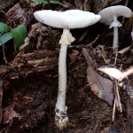 ドクツルタケ の高画質写真です。横浜市で、2025年10月07日に撮影したものです。