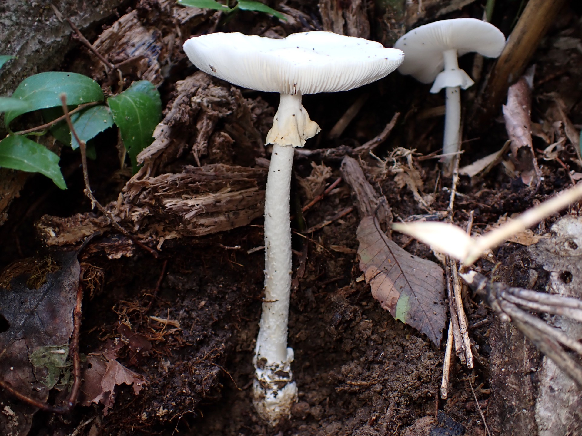 ドクツルタケ の高画質写真です。横浜市で、2025年10月07日に撮影したものです。