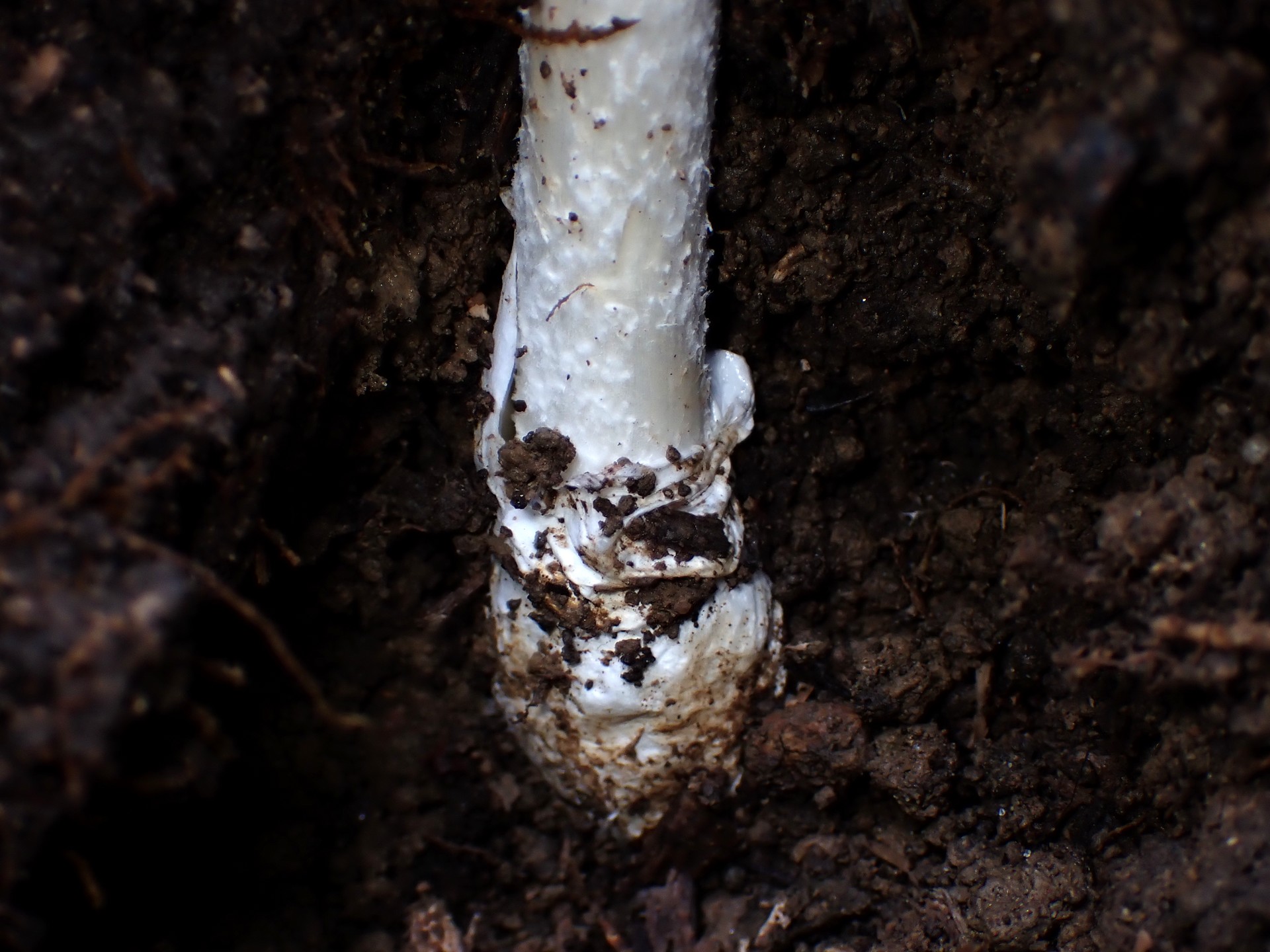 ドクツルタケ の高画質写真です。横浜市で、2025年10月07日に撮影したものです。