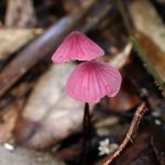 ハナオチバタケ の高画質写真です。横浜市で、2025年10月20日に撮影したものです。