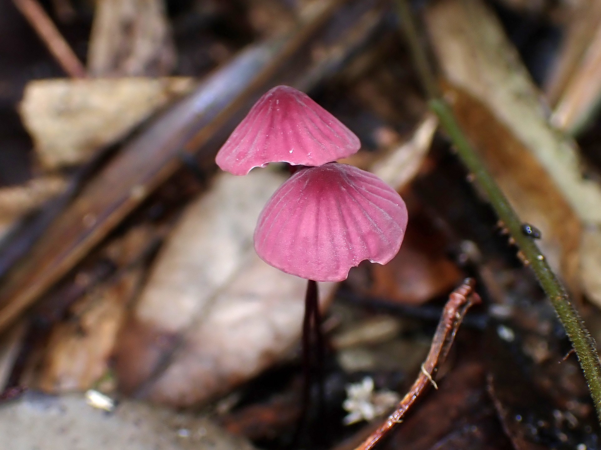 ハナオチバタケ の高画質写真です。横浜市で、2025年10月20日に撮影したものです。