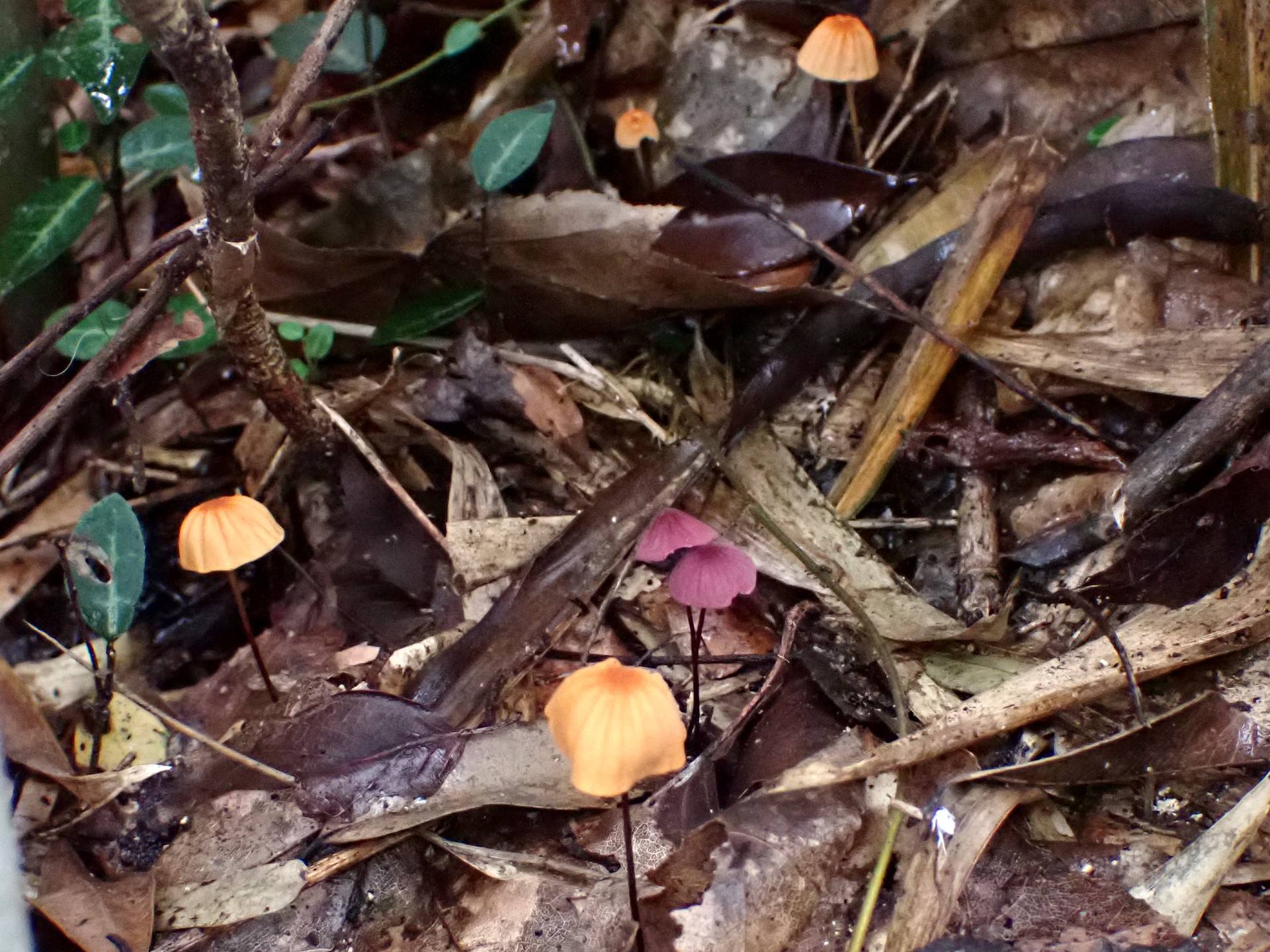 ハナオチバタケ の高画質写真です。横浜市で、2025年10月20日に撮影したものです。