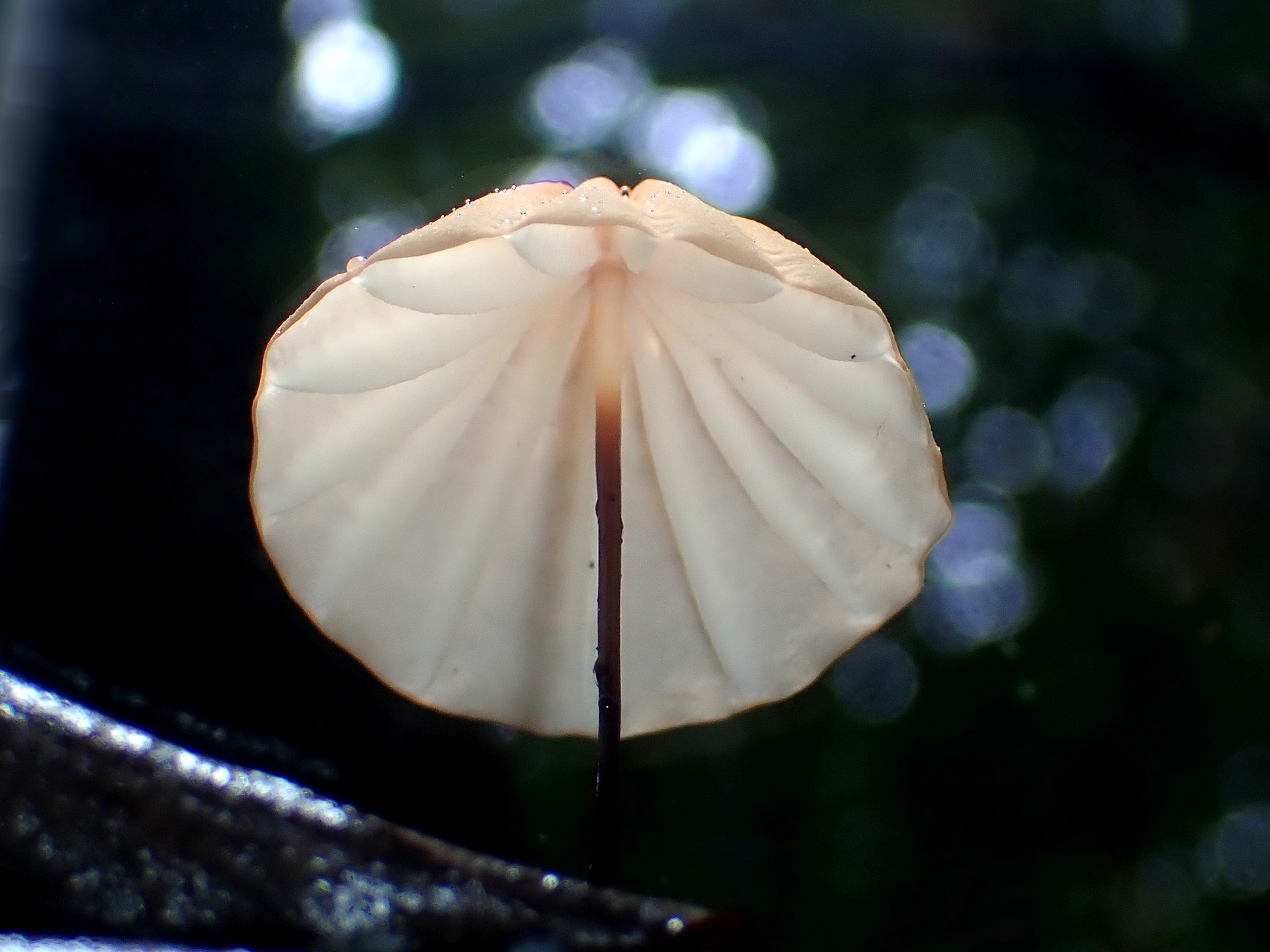 ハリガネオチバタケ の高画質写真です。横浜市で、2025年10月26日に撮影したものです。