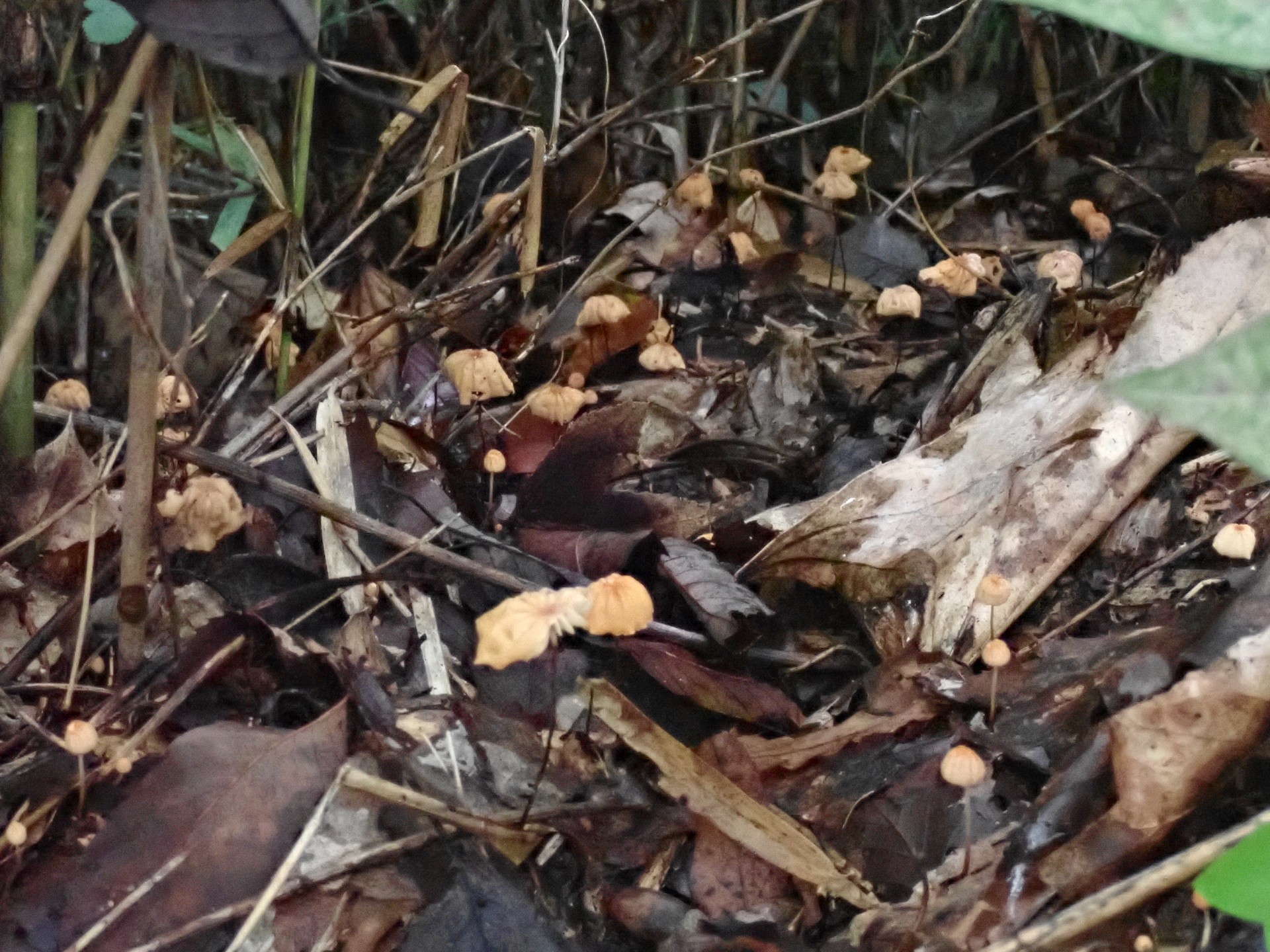 ハリガネオチバタケ の高画質写真です。横浜市で、2025年10月20日に撮影したものです。