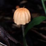 ハリガネオチバタケ の高画質写真です。横浜市で、2025年10月20日に撮影したものです。