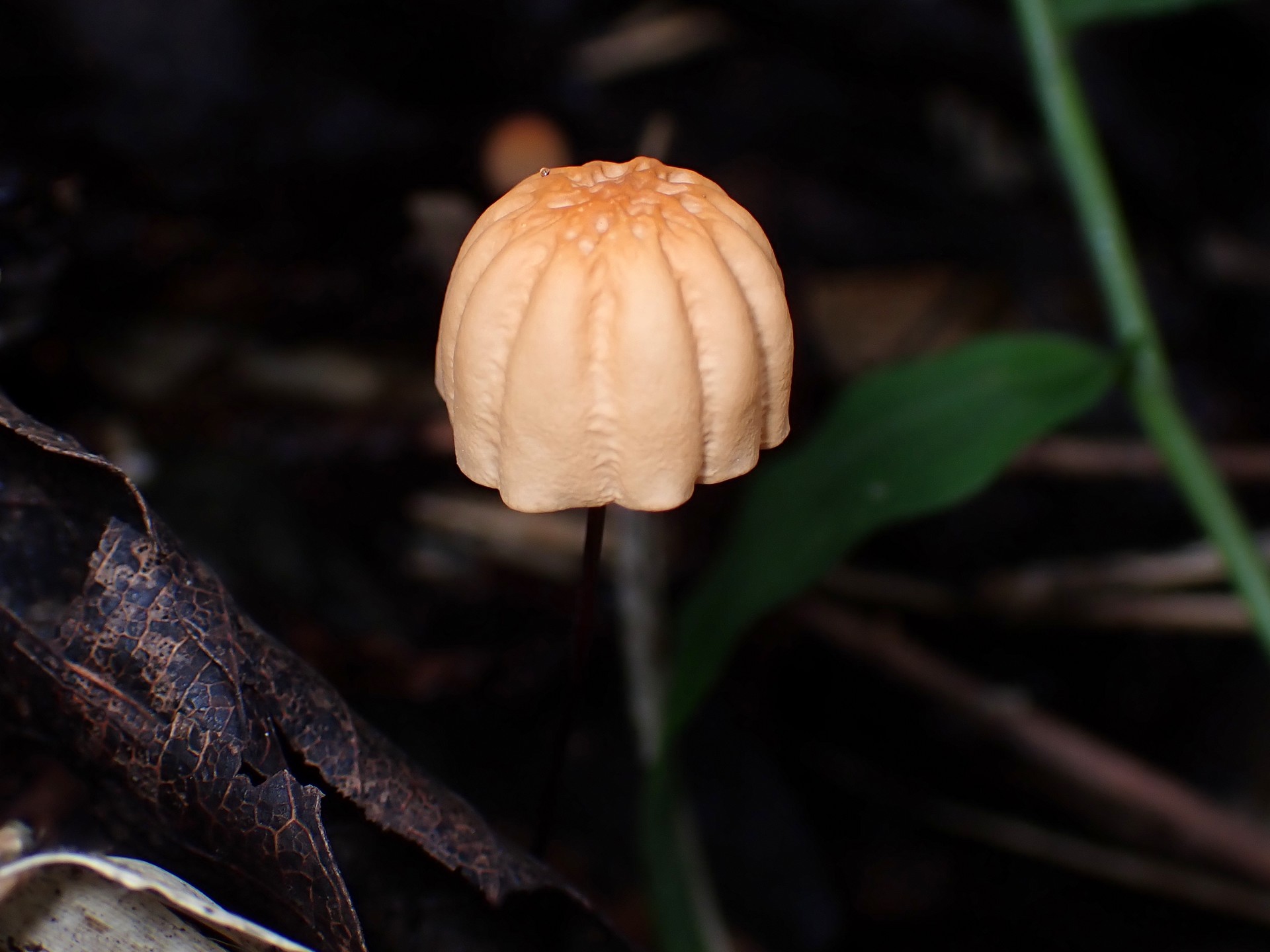 ハリガネオチバタケ の高画質写真です。横浜市で、2025年10月20日に撮影したものです。