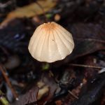 ハリガネオチバタケ の高画質写真です。横浜市で、2025年10月26日に撮影したものです。