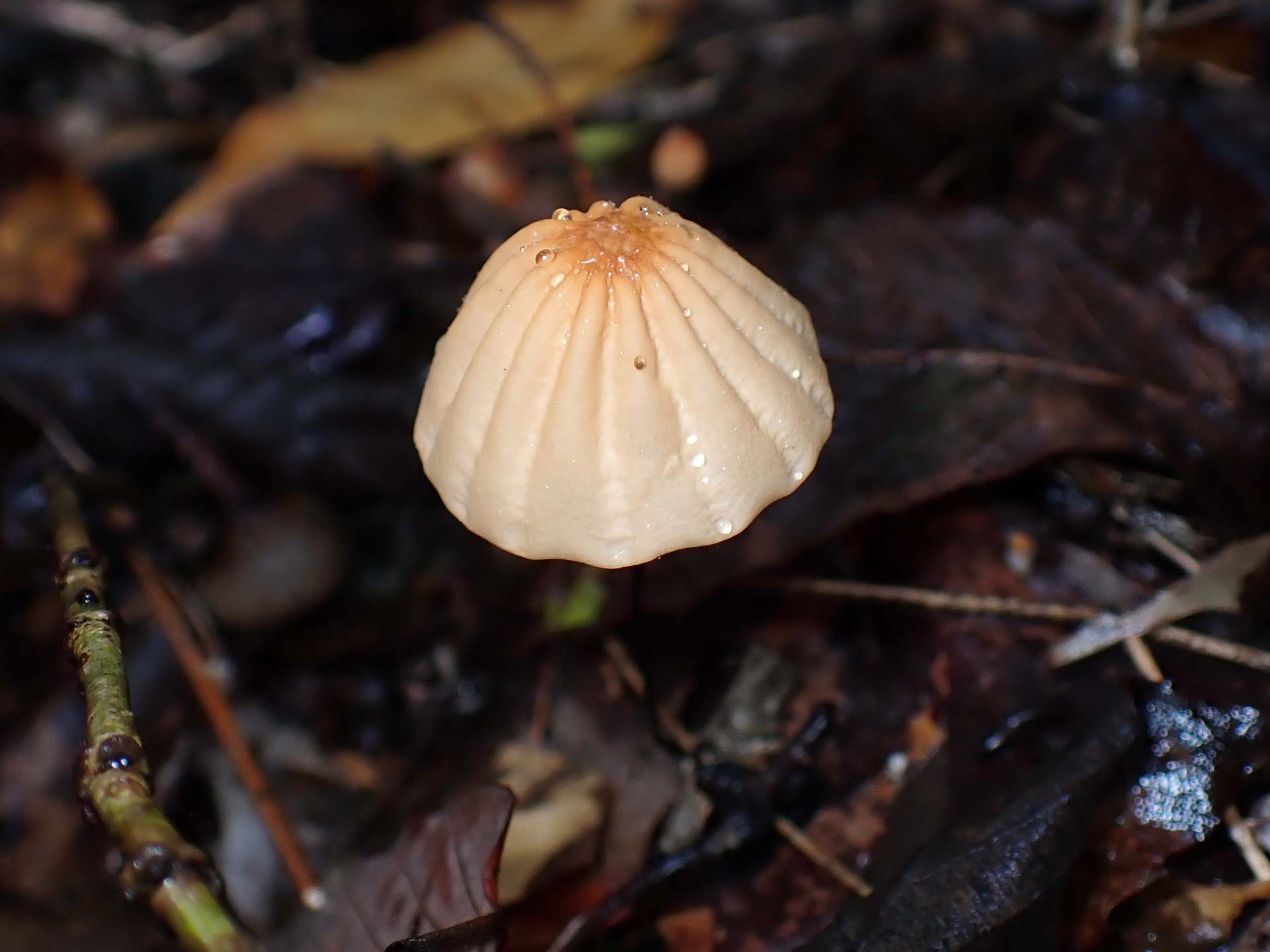 ハリガネオチバタケ の高画質写真です。横浜市で、2025年10月26日に撮影したものです。